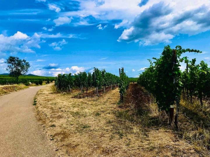Le Clocher " Sous Les Combles" Parking Gratuit Beblenheim Bagian luar foto